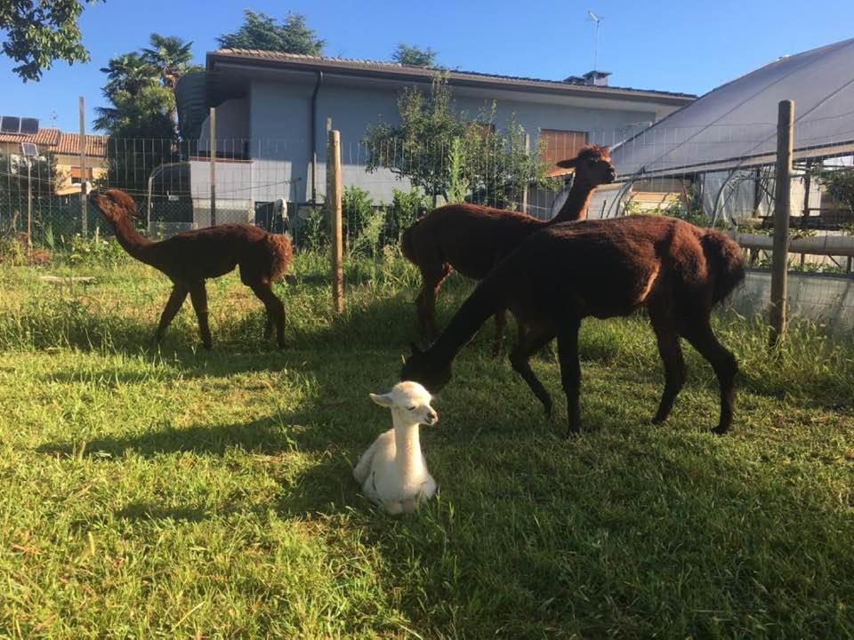 Agriturismo il Podere - Vedelago - Treviso Esterno foto